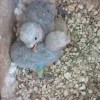 Inseparabile Roseicollis