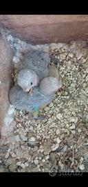 Inseparabile Roseicollis