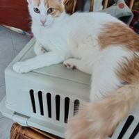 Meravigliose micine di 10 mesi b/rosse pelo semilu