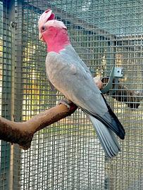Cacatua Roseicapilla maschio riproduttore