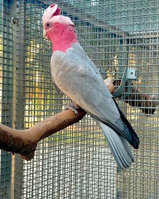 Cacatua Roseicapilla maschio riproduttore