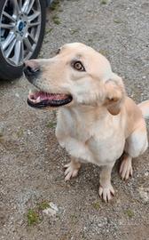 2 anni 17/18 chili dolce simil labrador