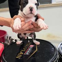 Halmstaff-American Staffordshire