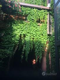 Magazzino seminterrato accesso carraio