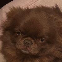 Chihuahua pelo lungo