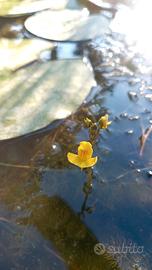 Piante da laghetto-Utricularia vulgaris (talee)