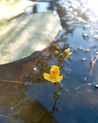 Piante da laghetto-Utricularia vulgaris (talee)