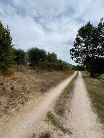 TERRENO AGRICOLO CON OLIVETO - 1.000 MQ