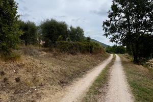TERRENO AGRICOLO CON OLIVETO - 1.000 MQ