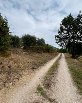 TERRENO AGRICOLO CON OLIVETO - 1.000 MQ