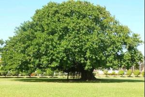 Terreno edificabile con ruderi da demolire