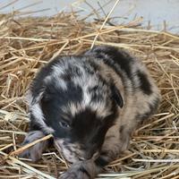 CUCCIOLI Lagorai con certificato ENCI SRA