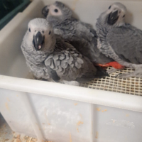 Cenerino Cacatua amazzoni