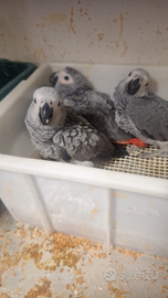 Cenerino Cacatua amazzoni