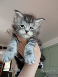 Maschietto Maine coon