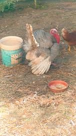 Coppia tacchini blu leggeri