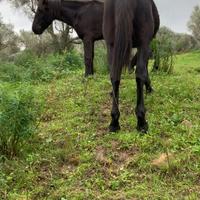 Puledri sanfratellani