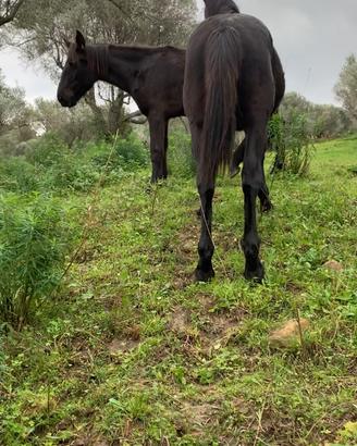 Puledri sanfratellani
