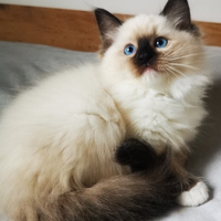 Ragdoll cuccioli per Dicembre