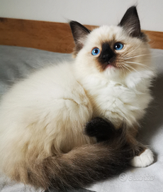 Ragdoll cuccioli per Dicembre