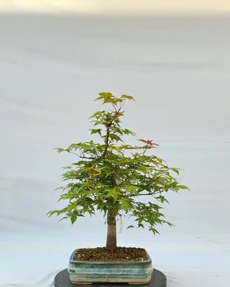prebonsai di acero deshojo disponibile spedisco 