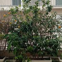 pianta di limone con vaso