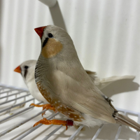 Diamanti mandarino olandesi