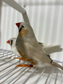 Diamanti mandarino olandesi