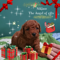 Barboncini toy pedigree enci