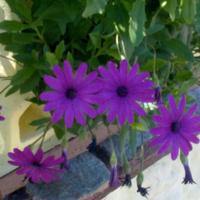 Aiutante a casa tua per materie scientifiche!!!