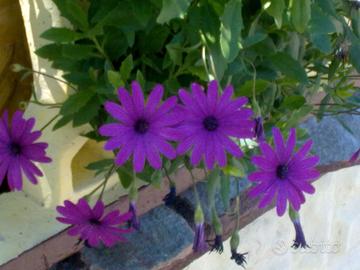 Aiutante a casa tua per materie scientifiche!!!