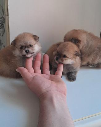 Cuccioli di spitz pomerania