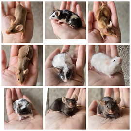 Topi da compagnia domestici