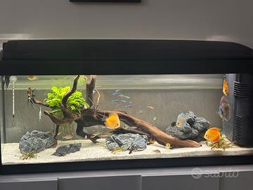 Acquario 100 litri