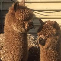 Alpaca per fattorie didattiche