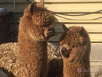 Alpaca per fattorie didattiche