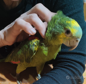 Amazzone allevata a mano