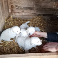 Disponibili cuccioli di P. Maremmano Abruzzese