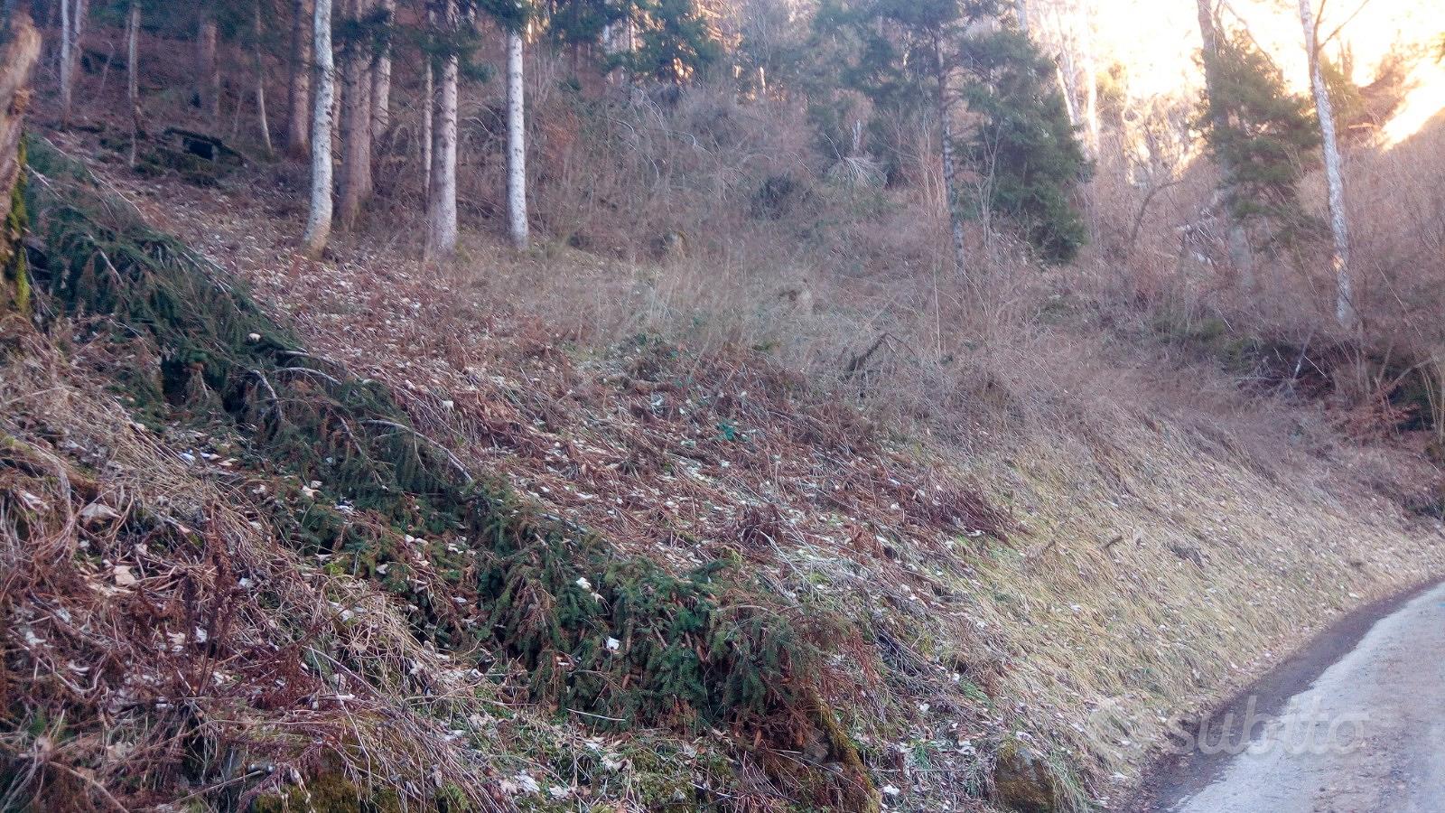 Terreno boschivo - Vista 3