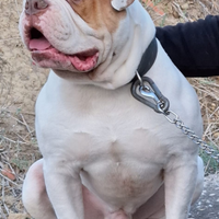 Bulldog Americano American Bulldog Monta