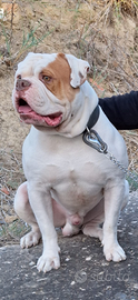 Bulldog Americano American Bulldog Monta