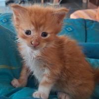 Gattino di due mesi incrocio con maine coon