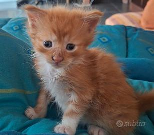 Gattino di due mesi incrocio con maine coon