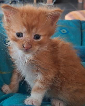 Gattino di due mesi incrocio con maine coon