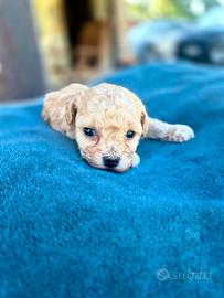 Maltipoo