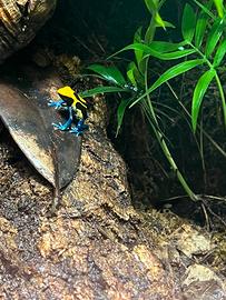 Dentrobates Tinctorius