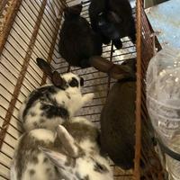 Conigli di allevamento