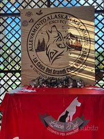 Cuccioli Alaskan Malamute