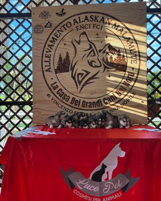 Cuccioli Alaskan Malamute