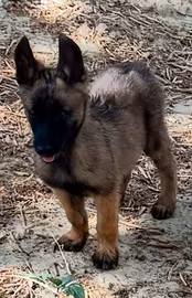 Pastore belga Malinois